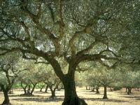 Olive grove in Monfort, Provence-Alpes-Cote d’Azur, France
